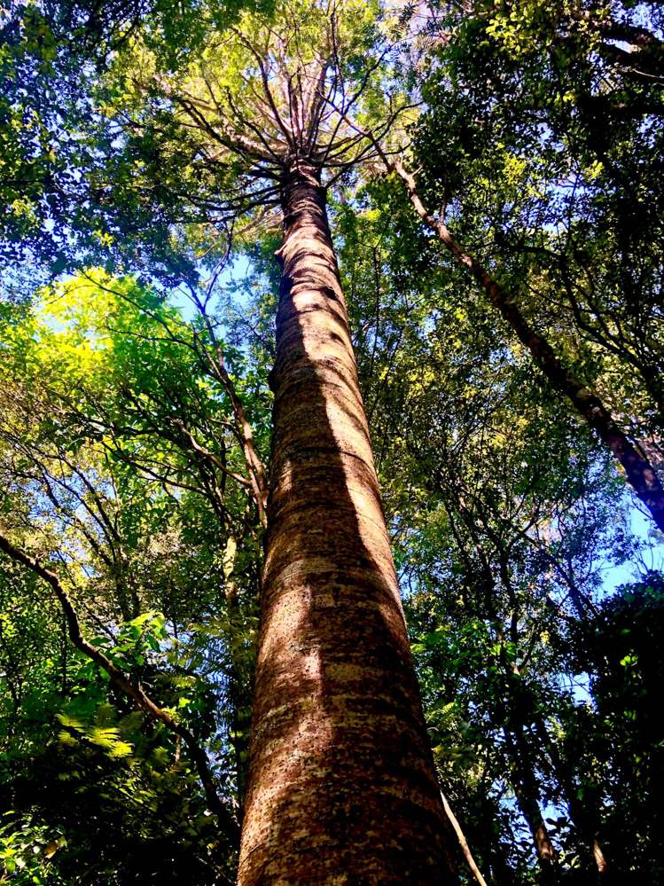 77 Shetland Street Glen Eden_9