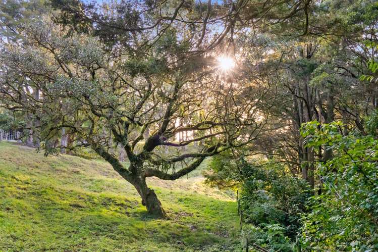 389A Crane Road Kauri_16