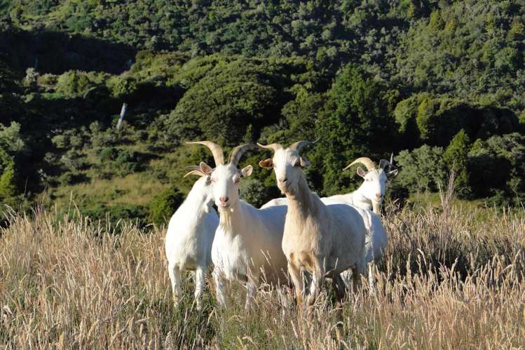 135 Canaan Road Kahurangi National Park_24