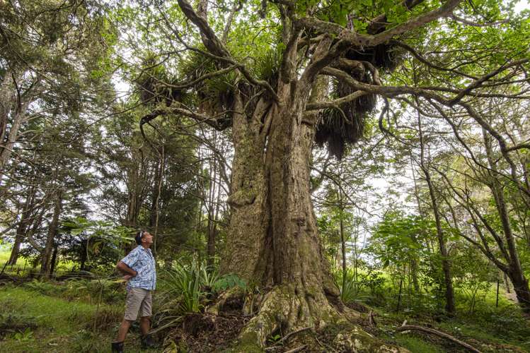 704a Ngunguru Road Glenbervie_5