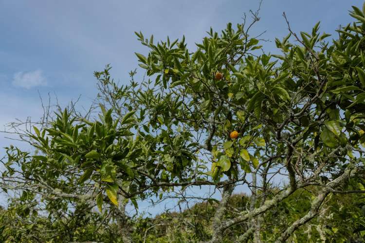 17 Maraenui Drive Kerikeri_13