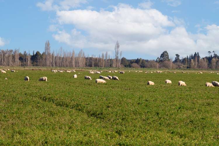 197 Maindonalds Road West Eyreton_5