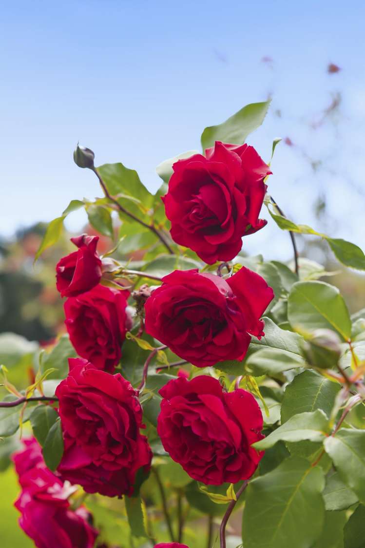 193 State Highway 1 Waikanae_44