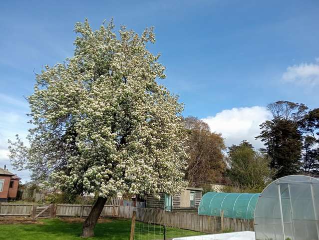 9 Birch Street Tuatapere_3