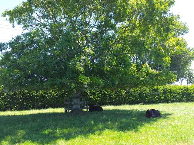 Tauranga Road Matamata_1