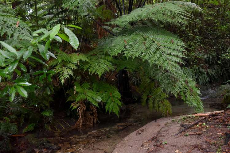 14 Tupelo Place Ohauiti_26