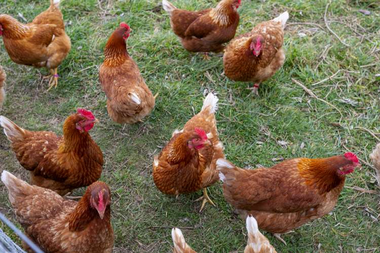 455 Tukairangi Road Nukuhau_22