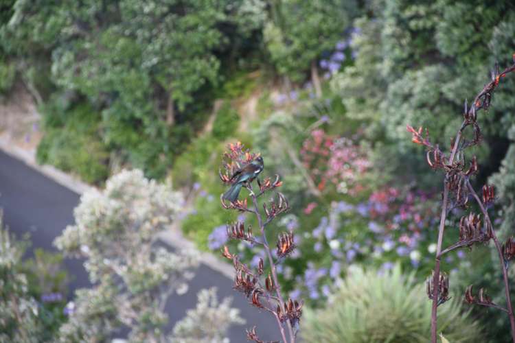 420 Onemana Drive Onemana_20