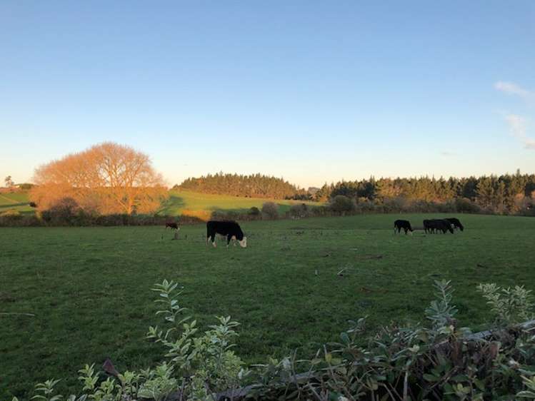 5c Armitage Place Tuakau_17