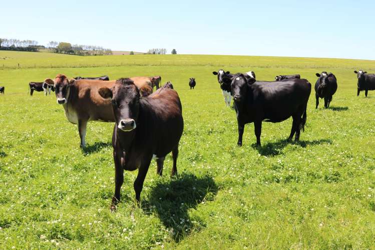 878 Downs Road Edendale_20