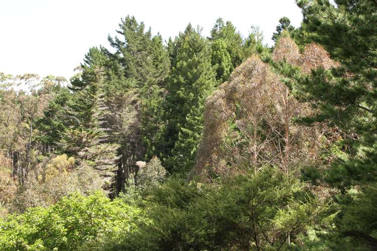 Puhata Road Herekino_14