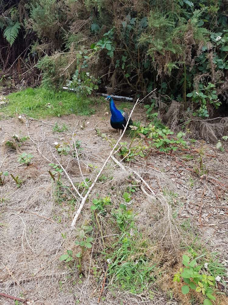 308 Normandale Road Normandale_9