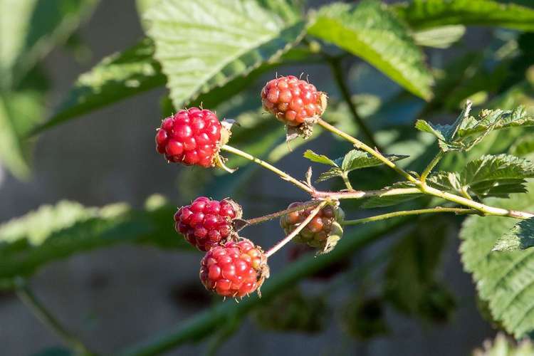 37 Flinders Road Heathcote Valley_19