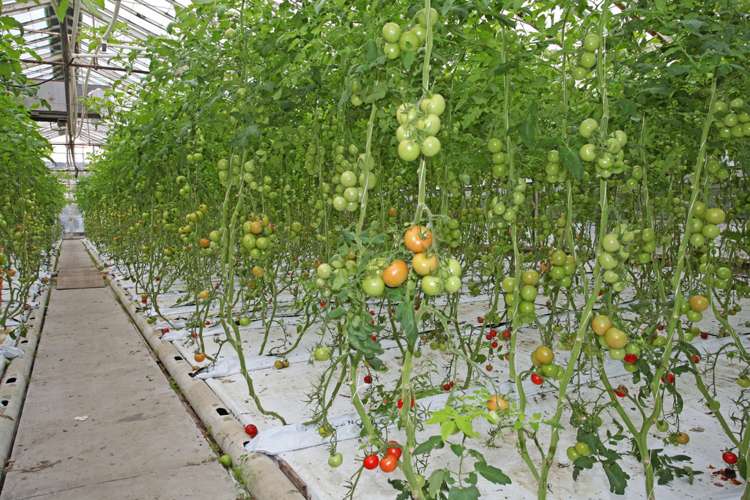 494 Fitzgerald Road Drury_17