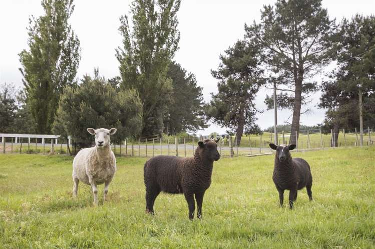 195 Raumai Road Bulls_15