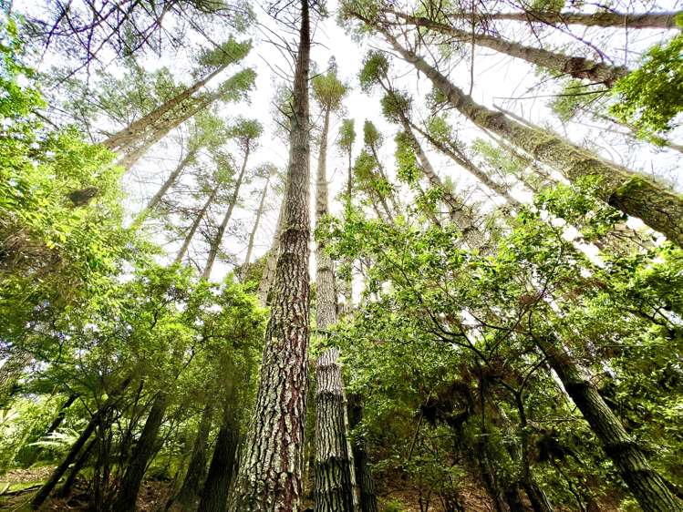 637a Awahou Road Murupara Surrounds_7