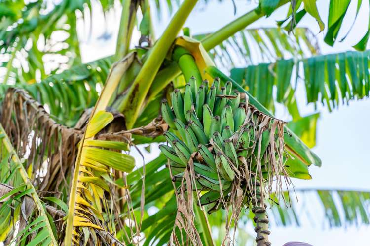 57 Papa Road Titoki_15