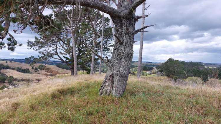 Wearmouth Road Paparoa_13