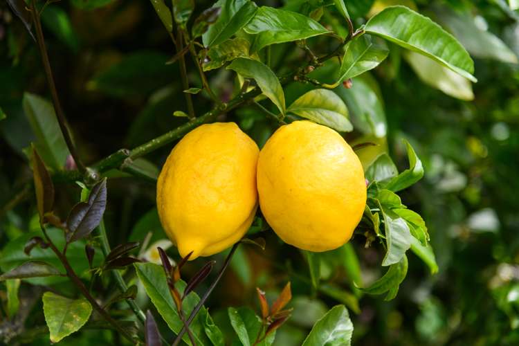 12 Dewe Avenue Feilding_22