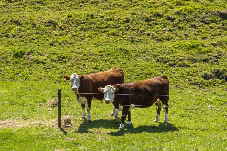 597c Omanawa Road Kaimai_13