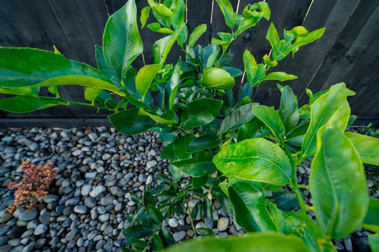 27c Kedge Drive Mangawhai_21