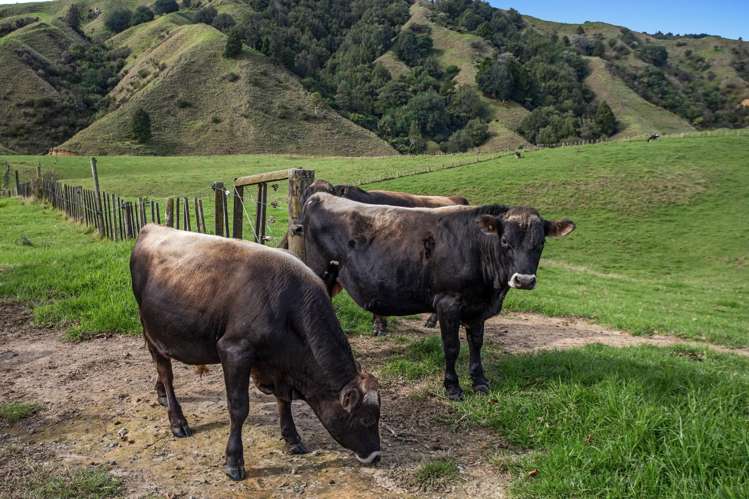 179 and 216 Rankin Road Waiotahe_3