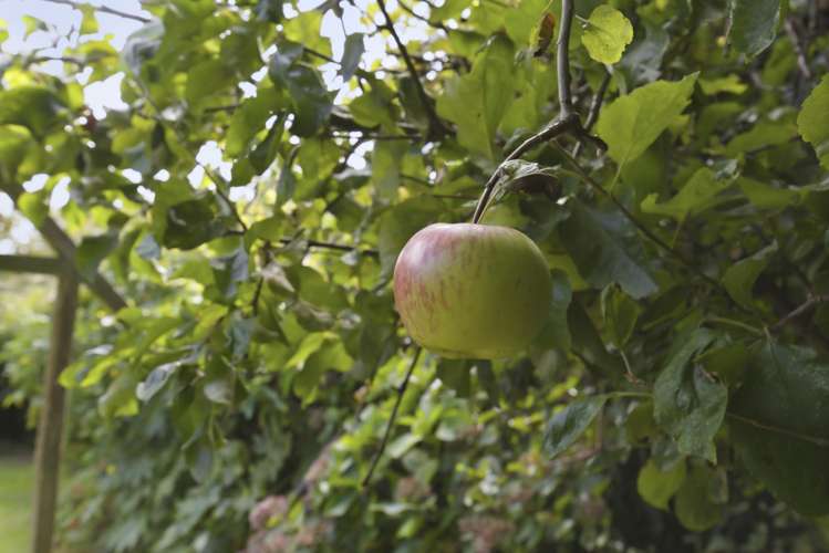 34 Cedar Drive Paraparaumu Beach_27
