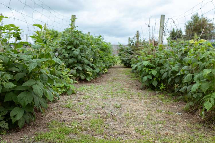 3 Murdoch Place Mayfield_7