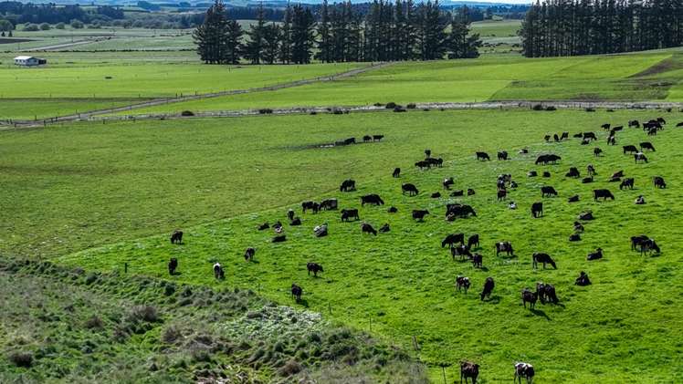 1095 Waimea Valley Road Nine Mile_8