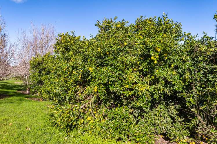 3/69A Vineyard Lane Mangawhai_11