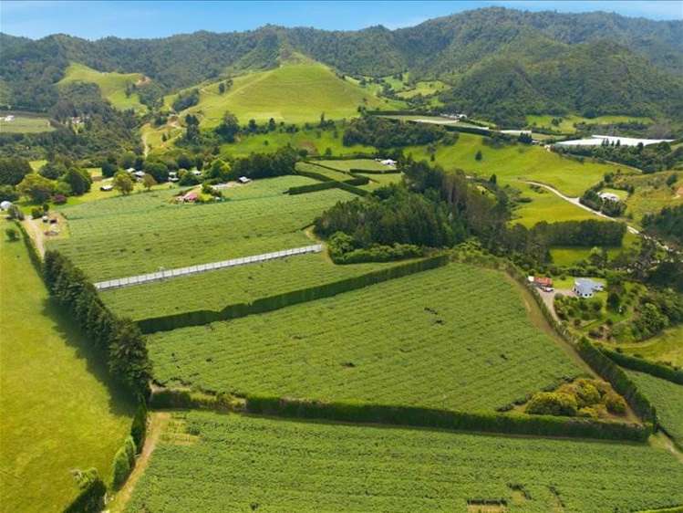 1399A No. 3 Road Te Puke_13