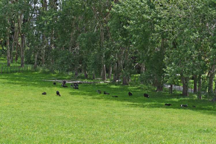 56 Wattle Lane Kaiwaka_17