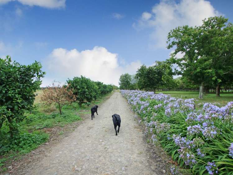 1414 Napier Road Ashhurst_12