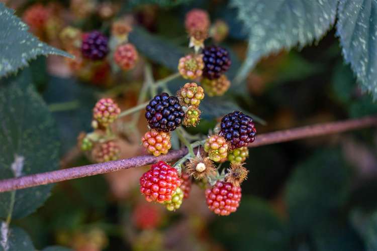 7 Napoli Way The Wood_31