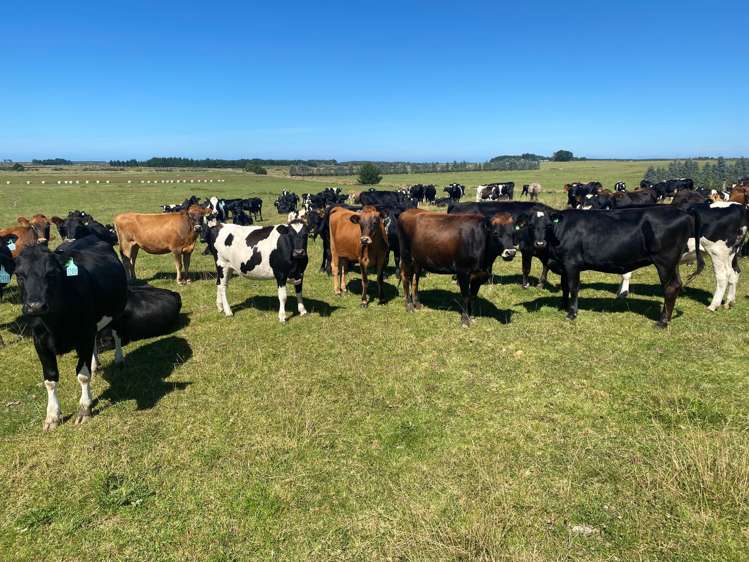 235 Waituna Lagoon Road Wyndham Surrounds_16