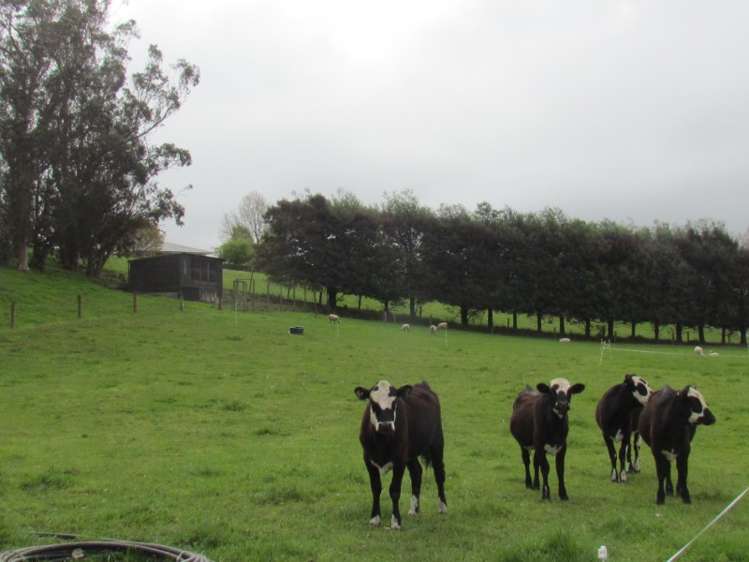 823 Opihi Road Pleasant Point_18