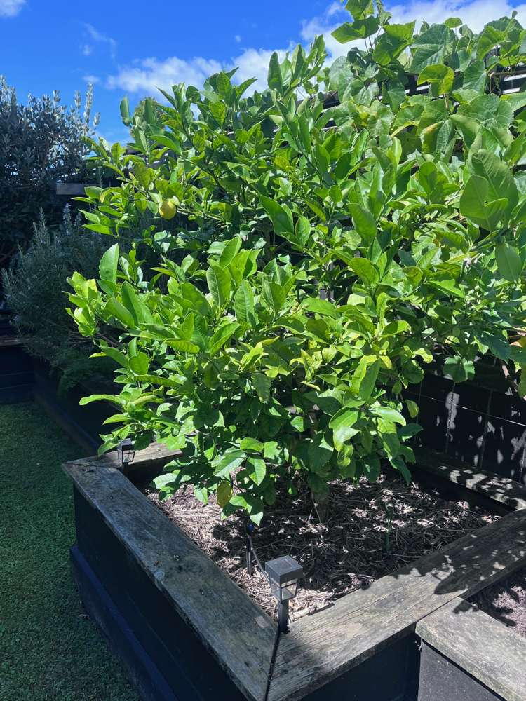 209 Millwater Parkway Silverdale_40