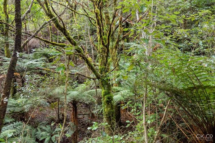 Zero Akatarawa Road Brown Owl_9