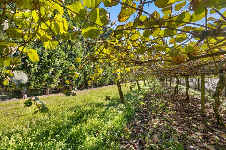 51 Ringer Road Tauwhare_7