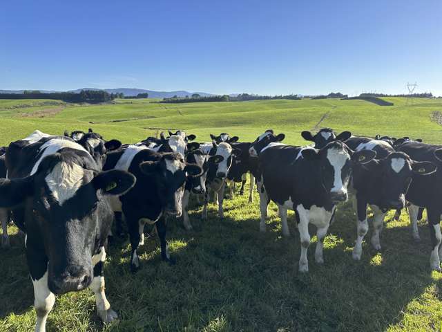 Prime dairy grazing opportunity