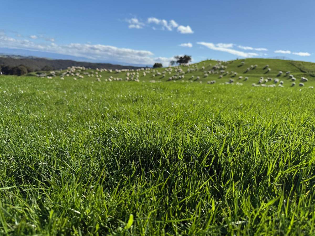 2829 Puketitiri Road_2