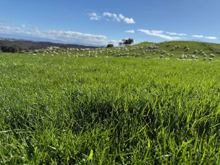 2829 Puketitiri Road Patoka_6