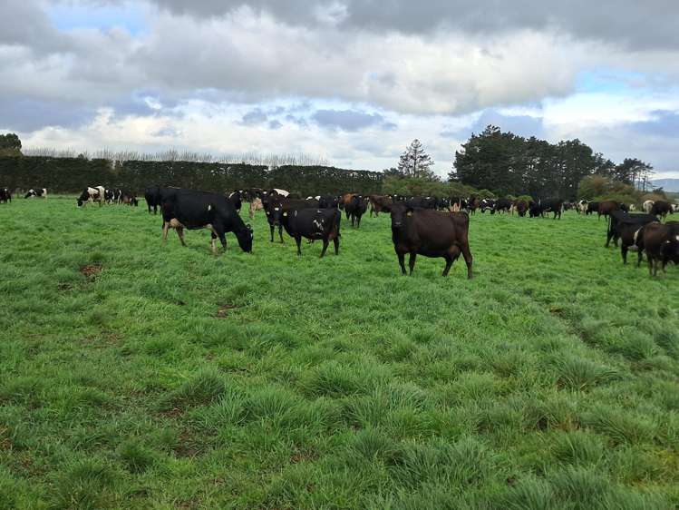 1040 Roberts Line Bunnythorpe_29