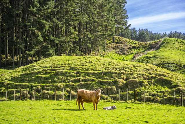 1522 State Highway 2 Wairoa_3