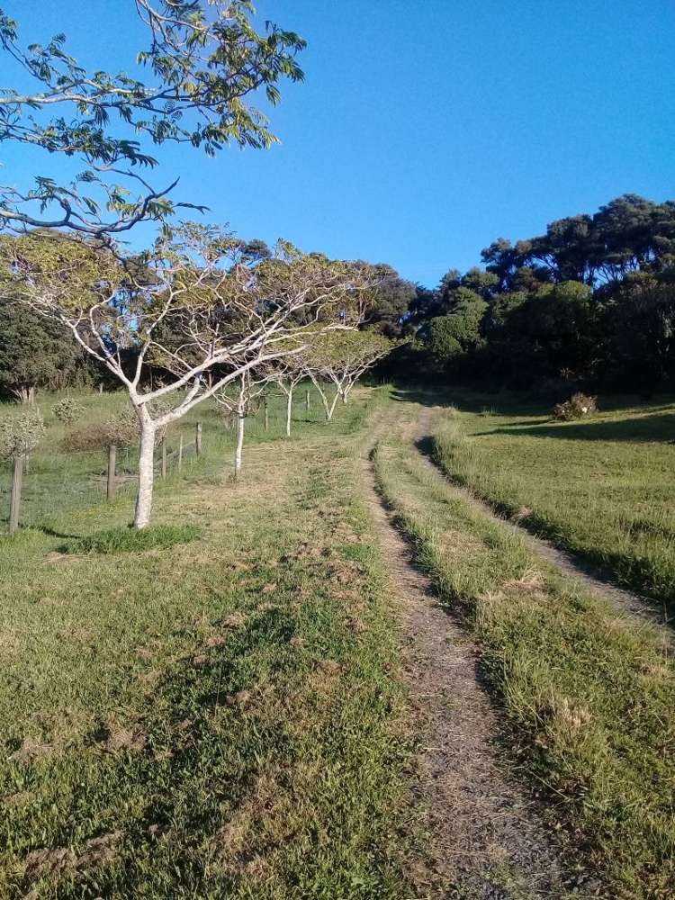 299 Kiwitahi Road Helensville_16