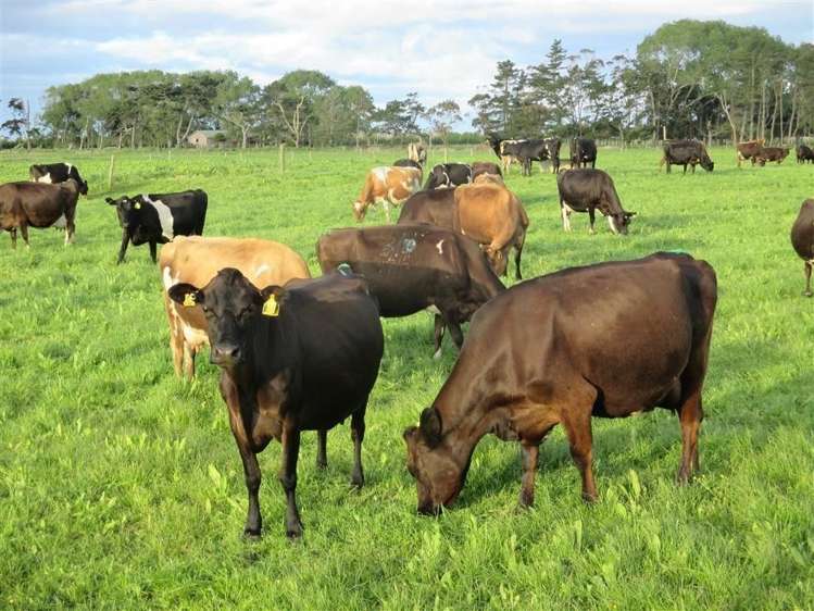 73 West Road Awanui_7