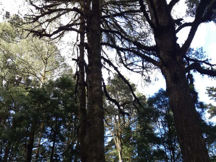 71 Pongahuru Road Taumarunui_8