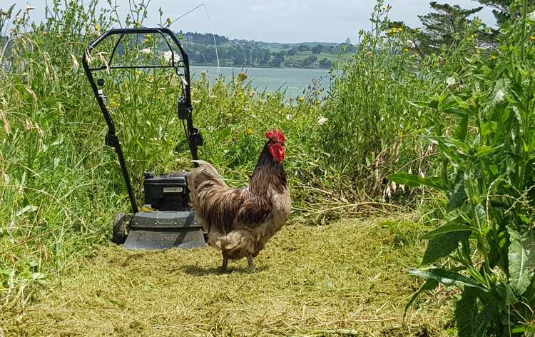 572a Pahi Road Paparoa_7