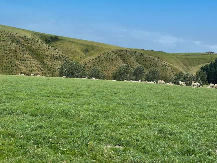 446 Skinner Road Clinton and Surrounds_2