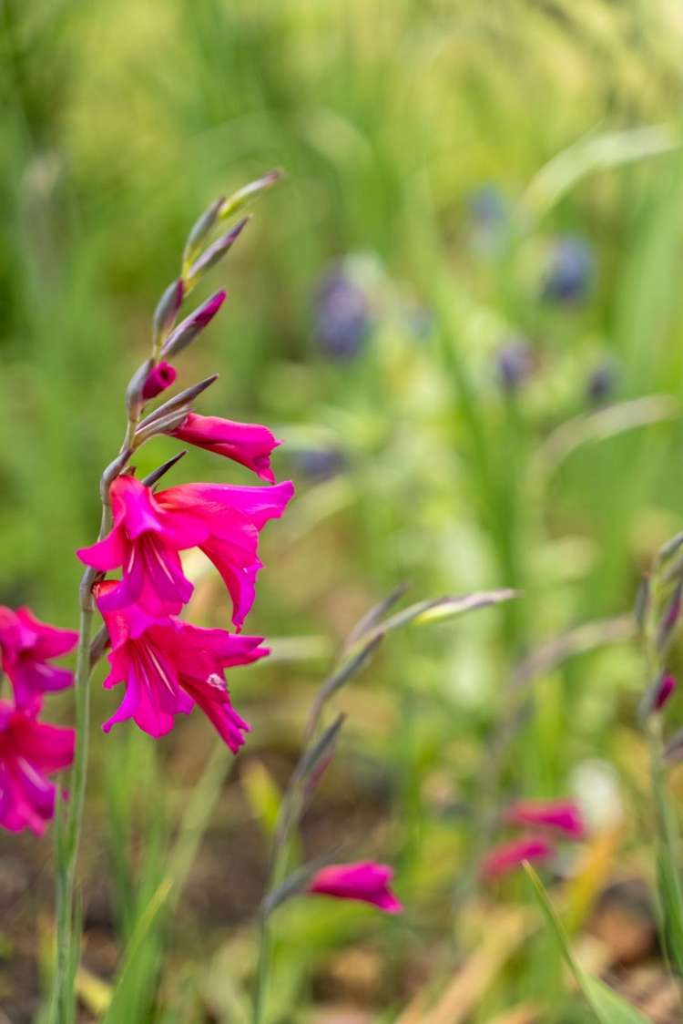 5/15 Sylvan Street Hillmorton_15